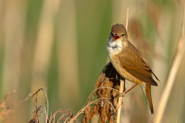 Trzcinniczek (Acrocephalus scirpaceus) © Grzegorz