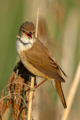 Trzcinniczek (Acrocephalus scirpaceus) © Grzegorz