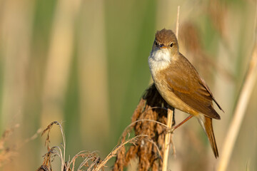 Trzcinniczek (Acrocephalus scirpaceus) © Grzegorz