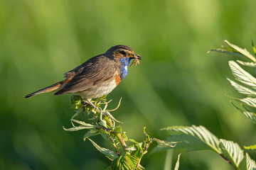 Podróżniczek (Luscinia svecica) © Grzegorz