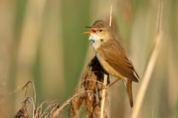 Trzcinniczek (Acrocephalus scirpaceus) © Grzegorz