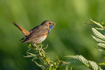 Podróżniczek (Luscinia svecica) © Grzegorz
