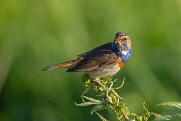 Podróżniczek (Luscinia svecica) © Grzegorz