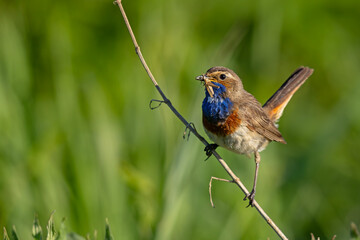 Podróżniczek (Luscinia svecica) © Grzegorz