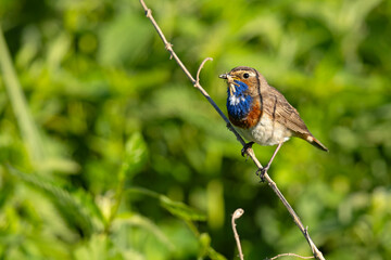 Podróżniczek (Luscinia svecica) © Grzegorz