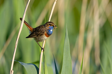 Podróżniczek (Luscinia svecica) © Grzegorz