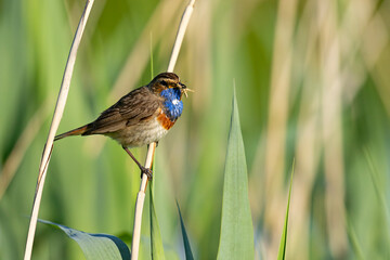 Podróżniczek (Luscinia svecica) © Grzegorz