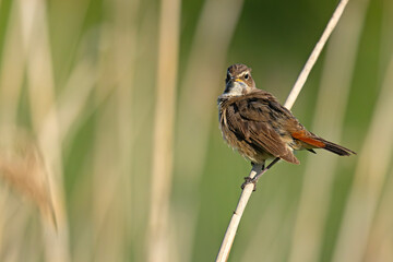 Podróżniczek (Luscinia svecica) © Grzegorz