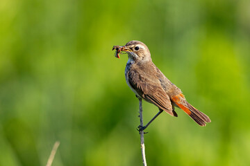 Podróżniczek (Luscinia svecica) © Grzegorz