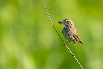 Podróżniczek (Luscinia svecica) © Grzegorz