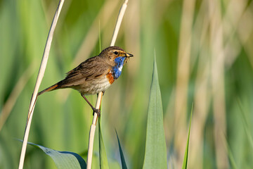 Podróżniczek (Luscinia svecica) © Grzegorz