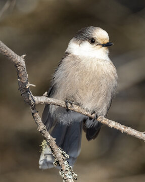 Winter Canadian Jay on a branch  warming himself