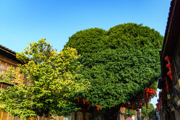 Obraz premium Historic Sanfang Qixiang District, Fuzhou: Ancient Banyan Tree and Traditional Architecture