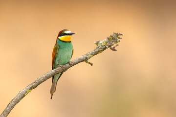 Żołna (Merops apiaster) © Grzegorz
