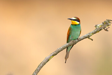 Żołna (Merops apiaster) © Grzegorz