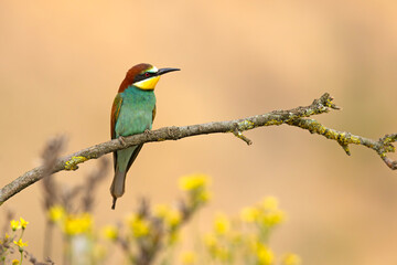 Żołna (Merops apiaster) © Grzegorz