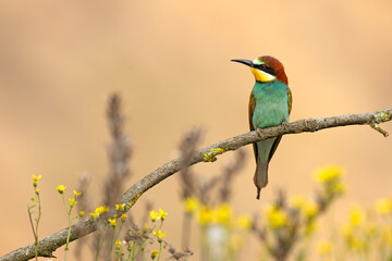 Żołna (Merops apiaster) © Grzegorz
