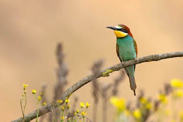 Żołna (Merops apiaster) © Grzegorz
