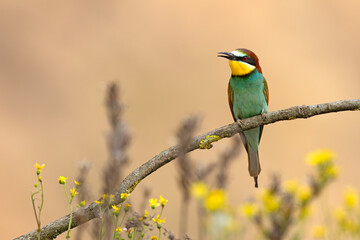 Żołna (Merops apiaster) © Grzegorz