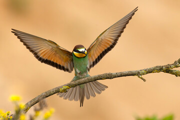 Żołna (Merops apiaster) © Grzegorz