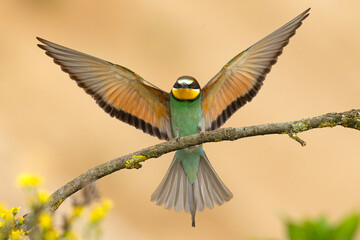 Żołna (Merops apiaster) © Grzegorz