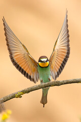 Żołna (Merops apiaster) © Grzegorz