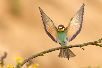 Żołna (Merops apiaster) © Grzegorz