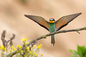 Żołna (Merops apiaster) © Grzegorz