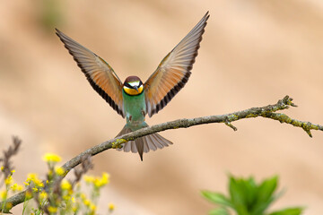 Żołna (Merops apiaster) © Grzegorz