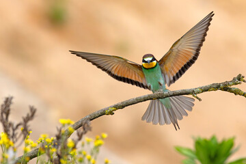 Żołna (Merops apiaster) © Grzegorz