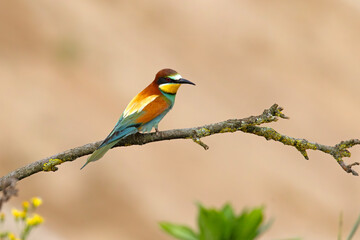 Fototapeta premium Żołna (Merops apiaster)