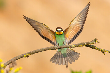 Żołna (Merops apiaster) © Grzegorz