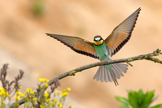 Żołna (Merops apiaster)