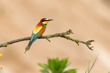 Żołna (Merops apiaster) © Grzegorz