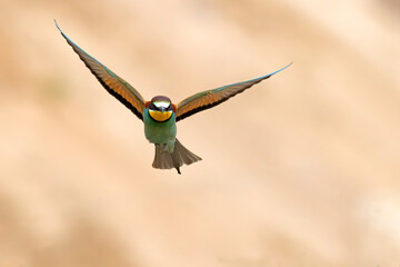 Żołna (Merops apiaster) © Grzegorz