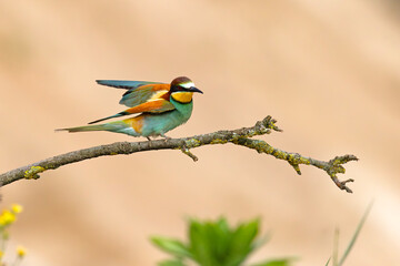 Żołna (Merops apiaster) © Grzegorz