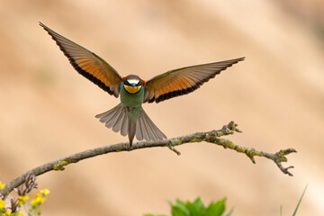 Żołna (Merops apiaster) © Grzegorz