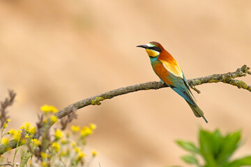 Żołna (Merops apiaster) © Grzegorz