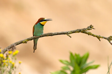 Żołna (Merops apiaster) © Grzegorz