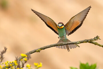Żołna (Merops apiaster) © Grzegorz