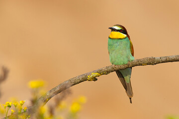 Żołna (Merops apiaster) © Grzegorz