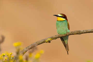 Żołna (Merops apiaster) © Grzegorz