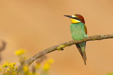 Żołna (Merops apiaster) © Grzegorz
