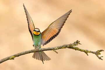 Żołna (Merops apiaster) © Grzegorz