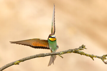 Żołna (Merops apiaster) © Grzegorz