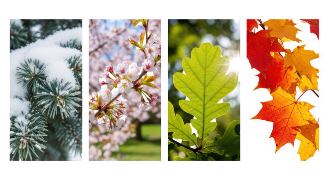 conceptual macro quadriptych of four vertical panels: snowy fir, pink cherry blossoms, backlit oak leaf, and dew-covered maple leaves against a clean gray backdrop. concept of nature's cyclical beauty