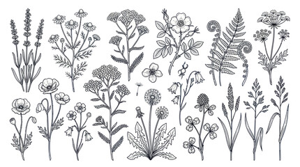 Botanical sketch of wild flowers and meadow herbs collection © hejue
