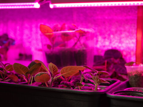 Growing indoor plants under ultraviolet light