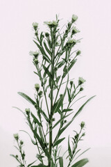 Fototapeta premium Brickellia eupatorioides (false boneset) close up on a white background
