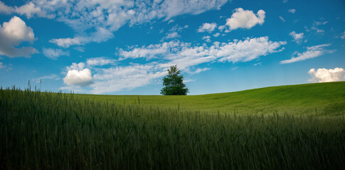 Obraz premium A laconic landscape. A lone tree in a field. A field scene on a sunny day. Minimalism. The endless expanses of Ukraine's agricultural fields. 